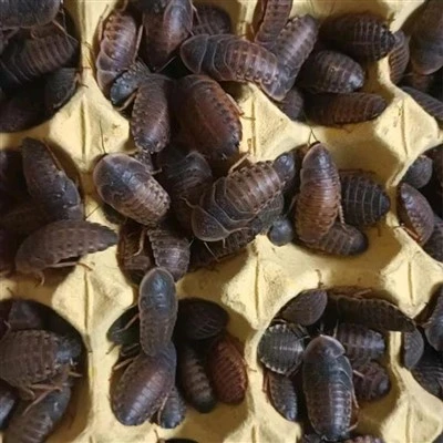 Eriti suured dubia särjed